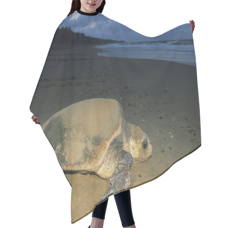 Personality  Leatherback Turtle On Beach Hair Cutting Cape