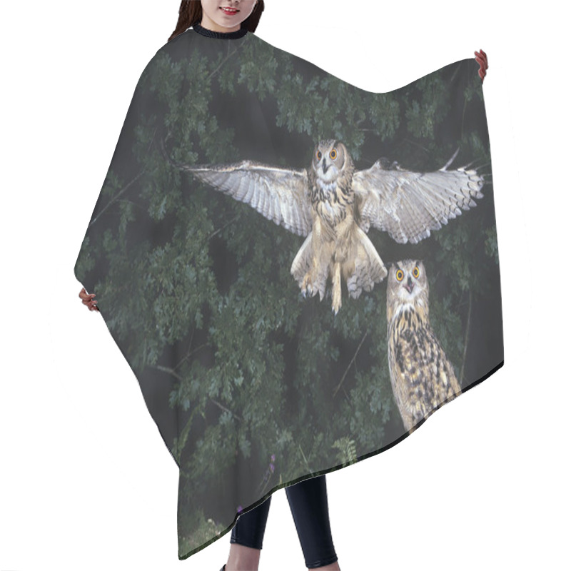 Personality  European Eagle Owl, Asio Otus, Adult In Flight, Landing   Hair Cutting Cape