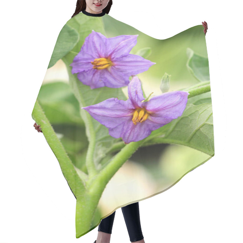 Personality  An Eggplant Bush Is Blooming In Open Ground Hair Cutting Cape