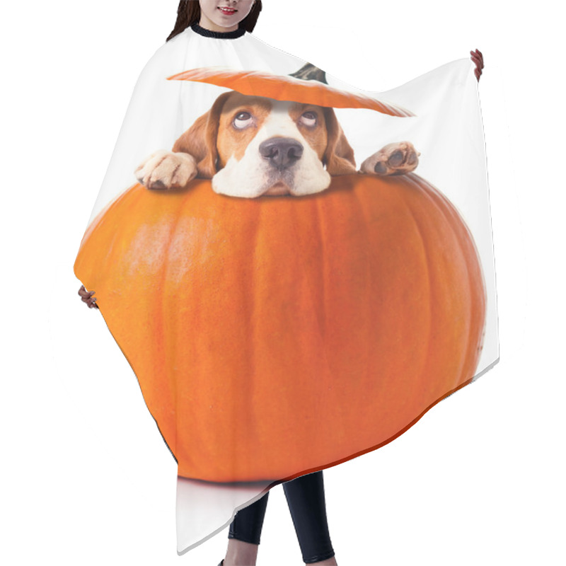 Personality  Beagle In Pumpkin Hair Cutting Cape