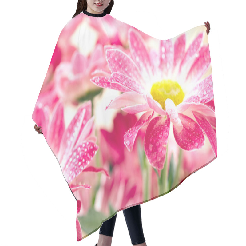 Personality  Closeup Of Two Pink Daisy-gerbera With W Hair Cutting Cape