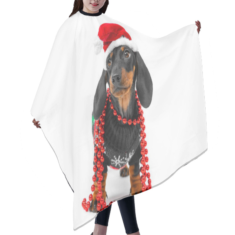 Personality  Cute Little Puppy Dachshund Wearing Santa Claus Red And White Hat, Wrapped With Christmas Beads, Wearing Christmas Pullover With Deers, Standing On White Background. Copy Space Hair Cutting Cape