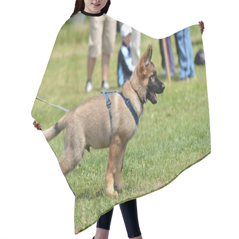 Personality  German Shepherd Puppy Hair Cutting Cape