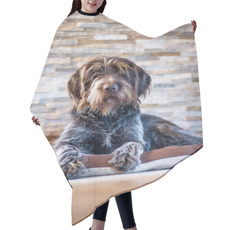 Personality  Portrait Of Hunting Dog With Noble Expression Sitting Like Sphinx On His Pillow. Bohemian Wire-haired Pointing Griffon Rests Inside Barracks. Set Sail Champagne And Antique White Tones. Dog Protector. Hair Cutting Cape