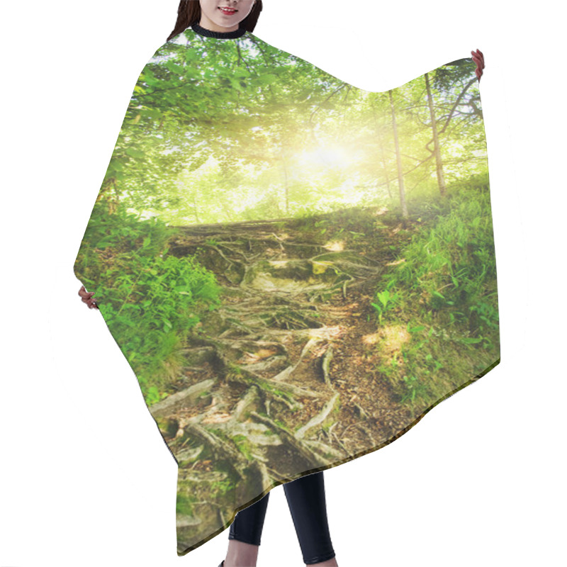 Personality  Sunshine In A Forest Hair Cutting Cape