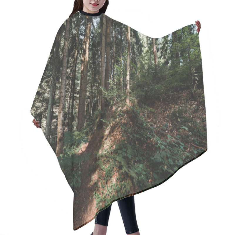 Personality  Sunshine On Trees With Green And Fresh Leaves In Forest  Hair Cutting Cape