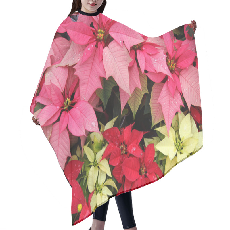 Personality  Poinsettia (Euphorbia Pulcherrima) Hair Cutting Cape