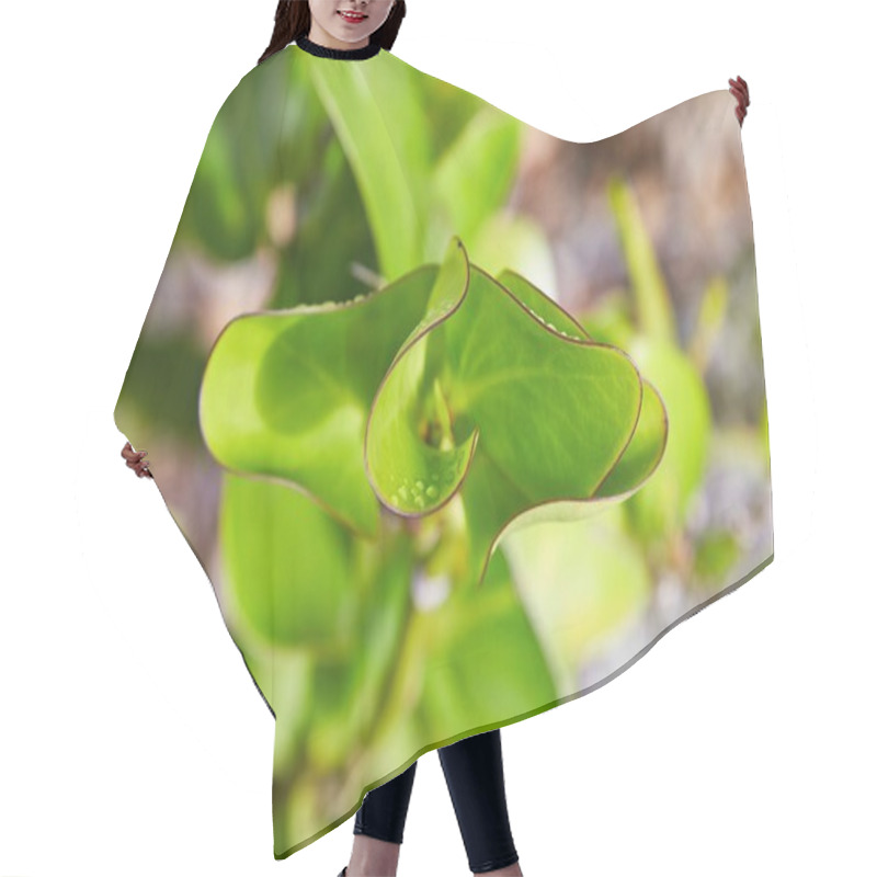 Personality  Green Plant Leaves Vibrant Detail With Dew Water Droplets Hair Cutting Cape