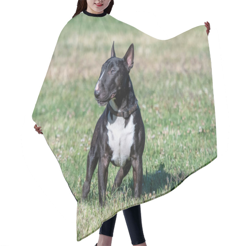 Personality  Mini Bull Terrier Posing On The Lawn For A Natural Lighting Portrait Hair Cutting Cape