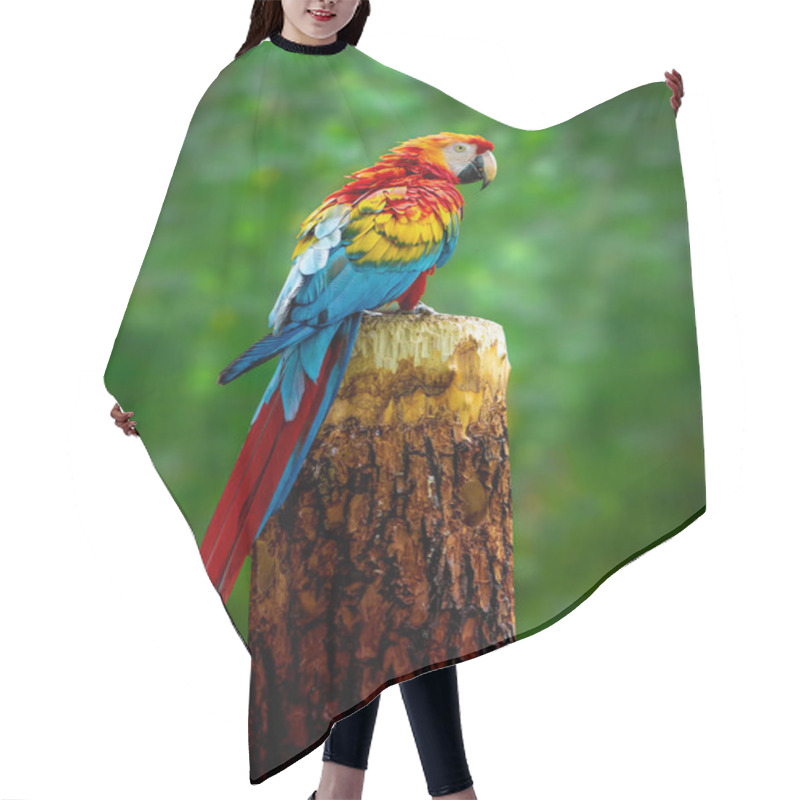 Personality   A Beautiful Macaw Parrot Is Sitting On A Branch Hair Cutting Cape