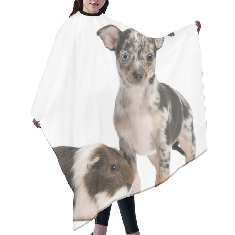 Personality  Chihuahua Puppy With A Guinea Pig In Front Of White Background Hair Cutting Cape