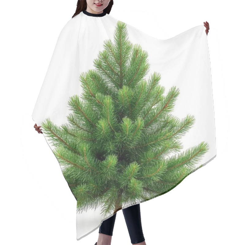 Personality  Lush Green Pine Tree With Vibrant Foliage Against A White Background. Hair Cutting Cape