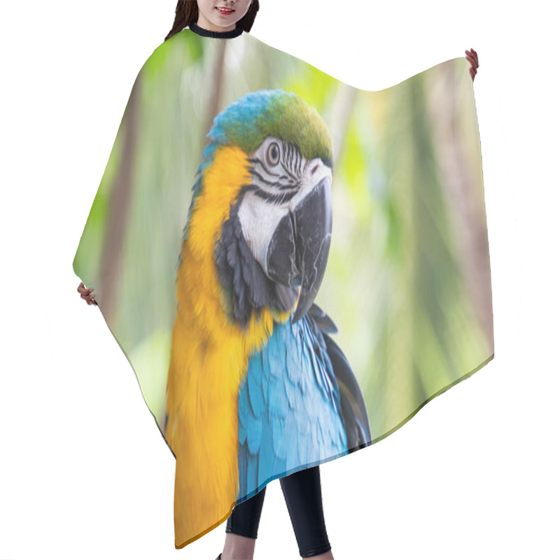 Personality  Beautiful Blue-and-Yellow Macaw In Rainforest Hair Cutting Cape