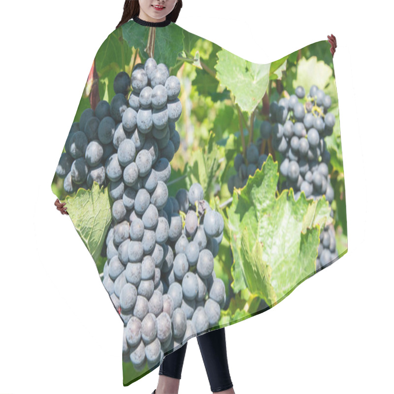 Personality  Big Bunche Of Red Wine Grapes In Sunny Weather On The Vineyard. Summer Harvest For Nature Background. Hair Cutting Cape