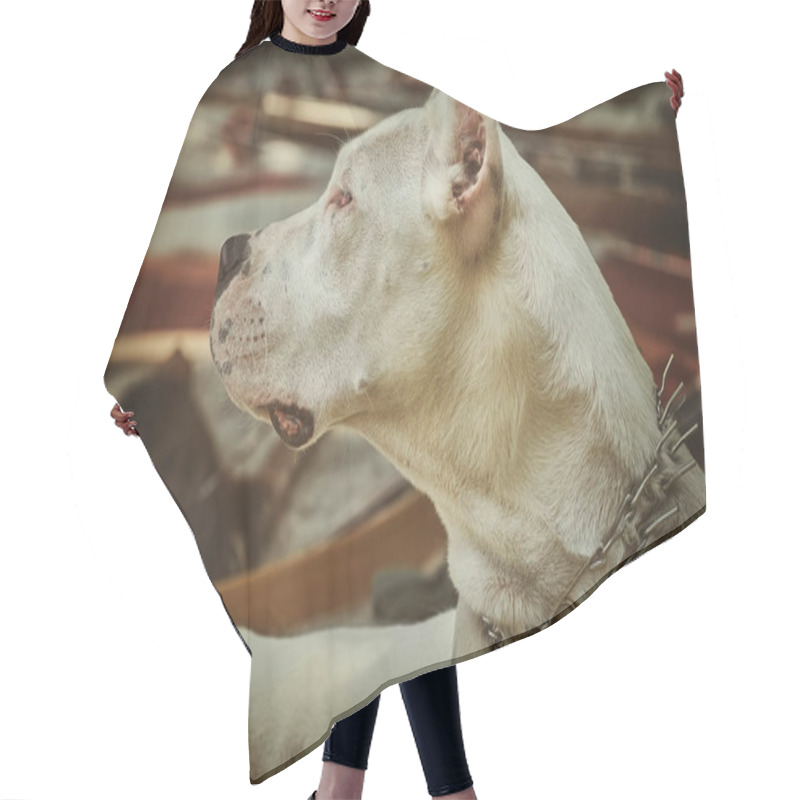 Personality  American Staffordshire Terrier Hair Cutting Cape