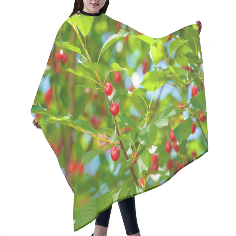 Personality  Cherry Berries On A Branch Hair Cutting Cape