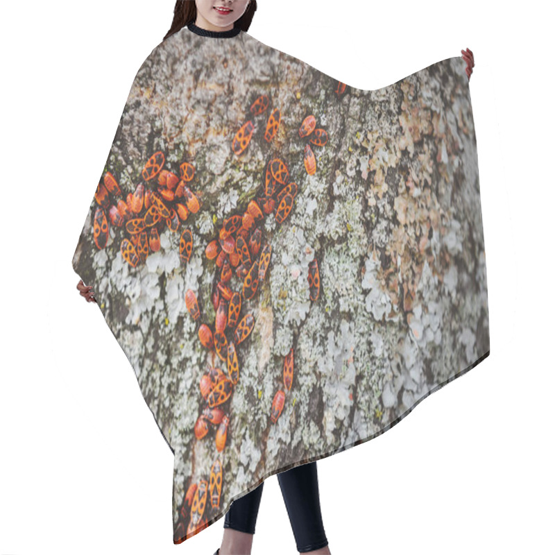 Personality  Full Frame Image Of Tree Trunk With Colony Of Firebugs  Hair Cutting Cape