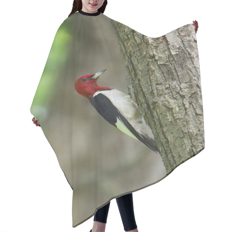 Personality  Red-headed Woodpecker (melanerpes Erythrocephalus) Hair Cutting Cape