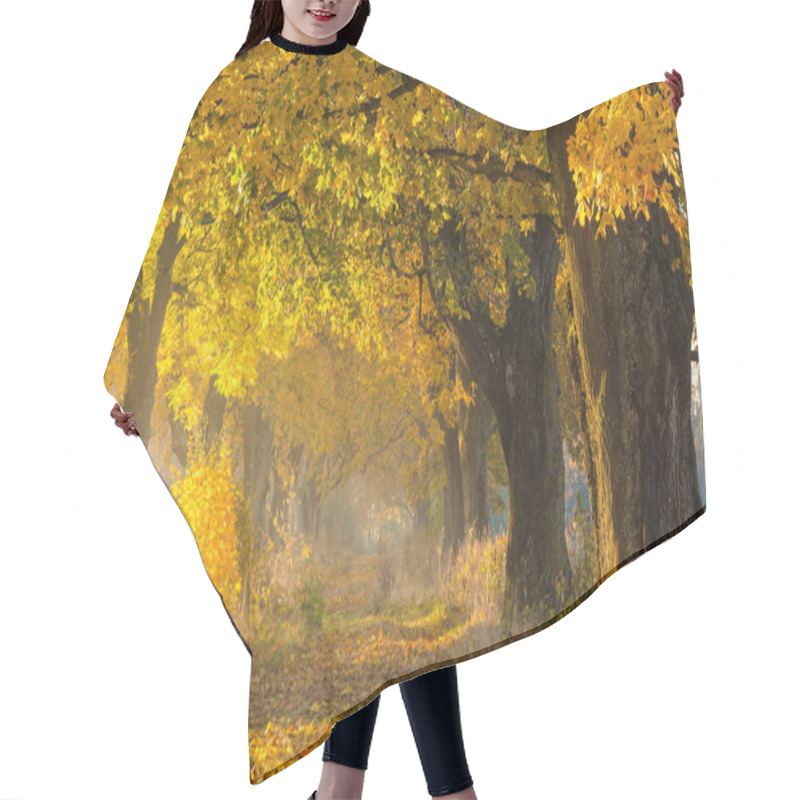 Personality  Fall. Fall Forest. Maple Alley. Autumn Nature. Beautiful Autumn Landscape. Tranquil Fall Background. Yellow Maple Trees Along Footpath Covered By Autumn Foliage. Autumn Wonderland. Hair Cutting Cape