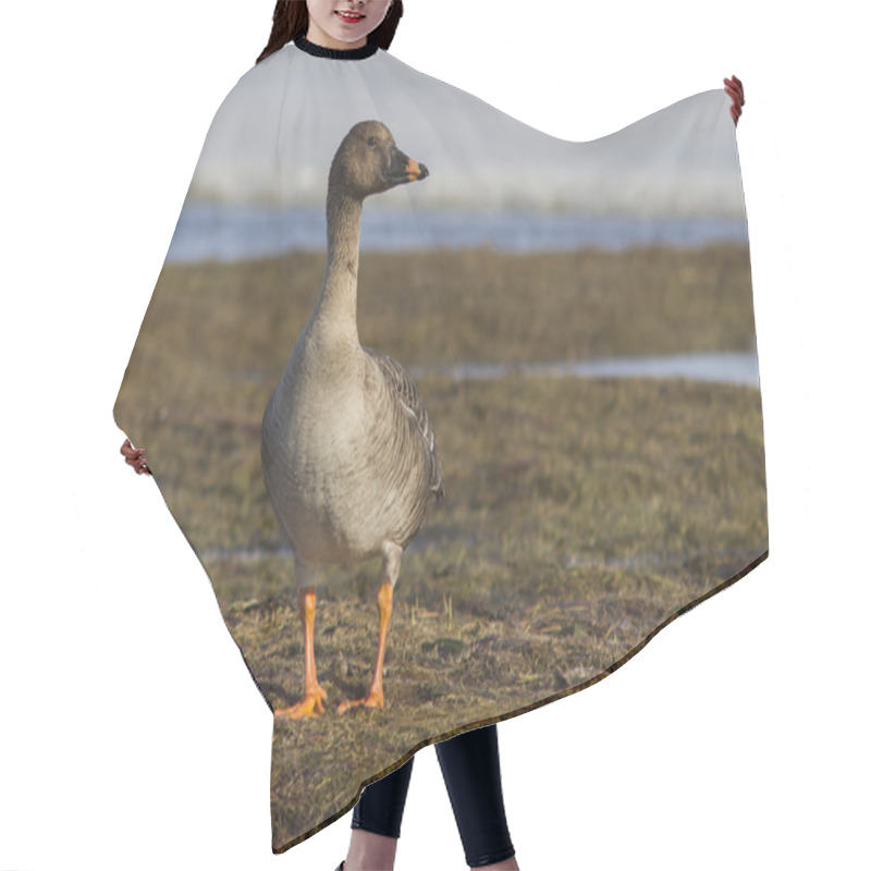 Personality  Tundra Bean Goose Standing On The Shore Of The Lake Tundra Sprin Hair Cutting Cape