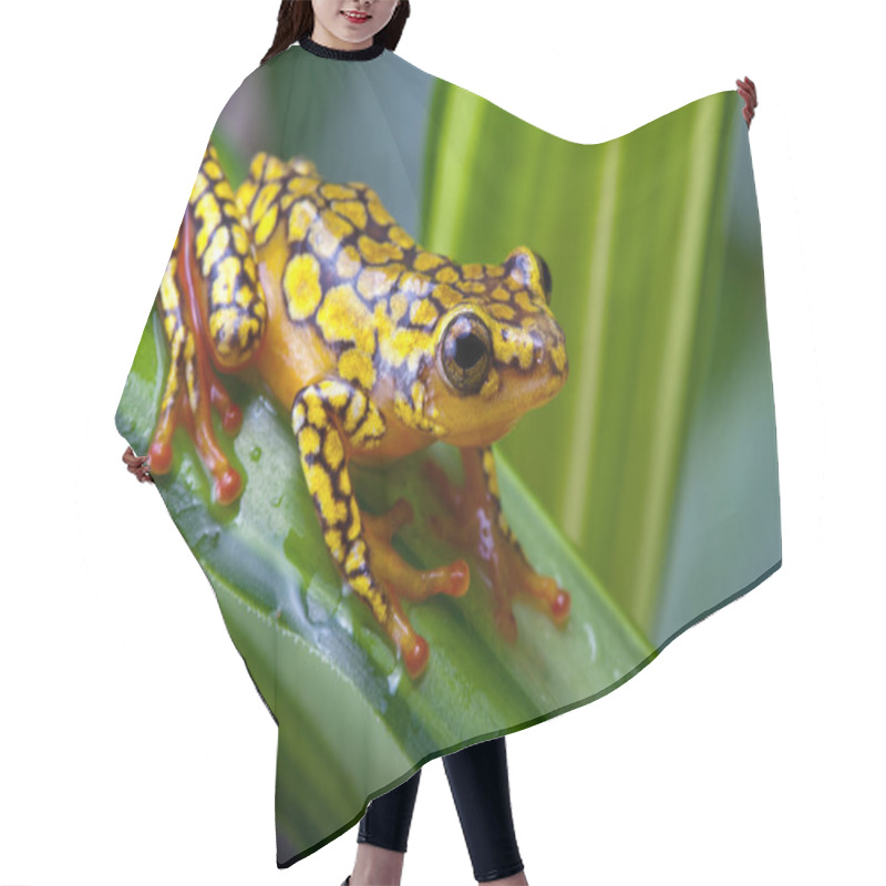 Personality  Harlequin Poison Dart Frog Hair Cutting Cape