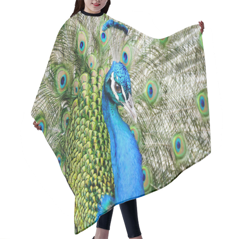 Personality  Peacock With Feathers Out, Beautiful Photo Digital Picture Hair Cutting Cape