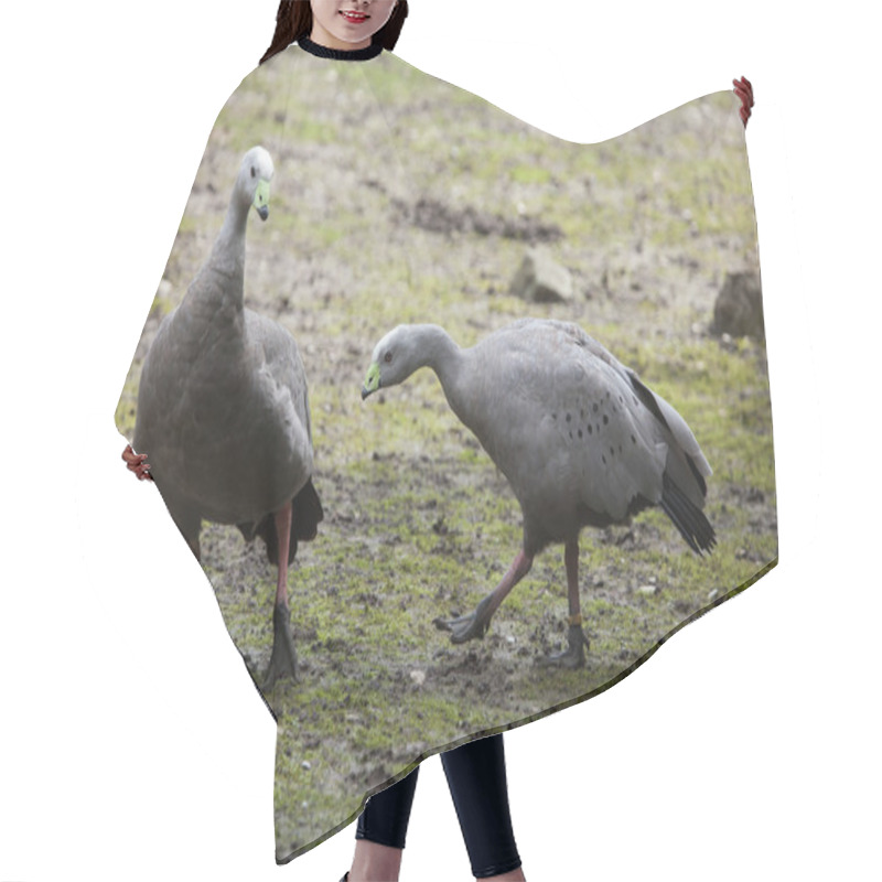 Personality  Cape Barren Geese  Hair Cutting Cape