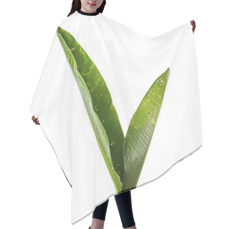 Personality  Strelitzia Reginae, Heliconia, Bird Of Paradise Foliage Isolated On White Background, With Clipping Path Hair Cutting Cape