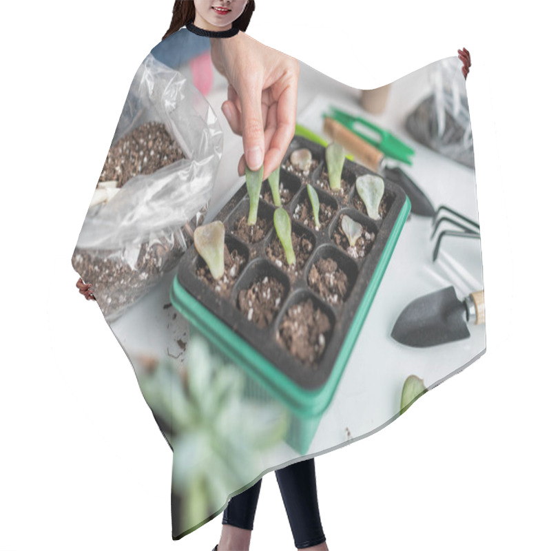 Personality  Succulent Leaf Propagation Diy. Woman Gardening At Home Planting Plant Leaves In Potting Mix Propagator Tray For Sprouting. Indoor Garden In Apartment Hair Cutting Cape