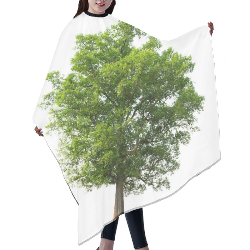 Personality  Big Tree Isolate On White Background Hair Cutting Cape