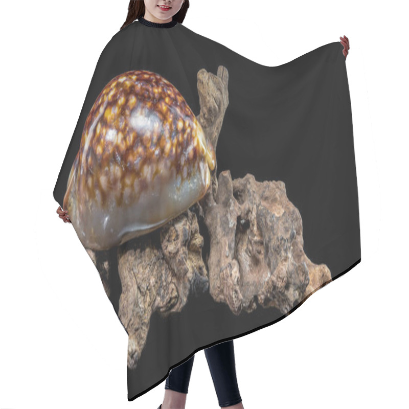 Personality  Close-up Of A Cypraea Caputserpentis Seashell Resting On Rugged Driftwood, Showcased Against A Black Background, Emphasizing Its Glossy Texture And Unique Markings Hair Cutting Cape