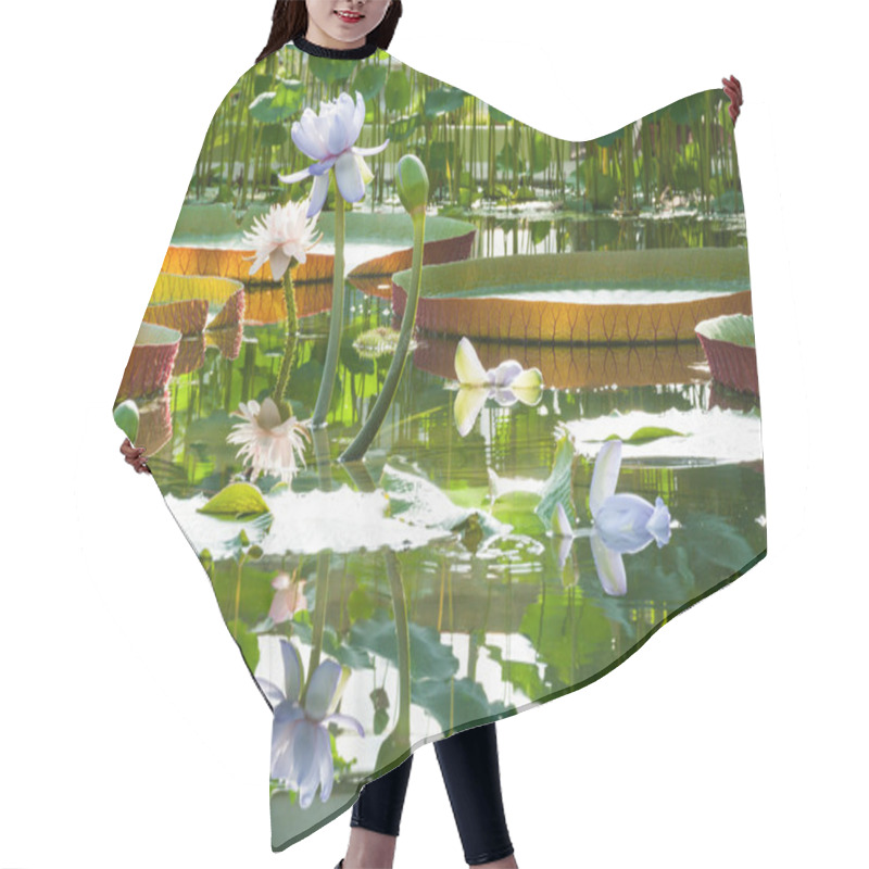 Personality  Lotus Blossoms In The Greenhouse On The Background Of Large Victoria Amazonian Lilies Hair Cutting Cape