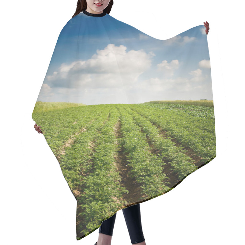 Personality  Landscape Of Potato Plantation. Hair Cutting Cape