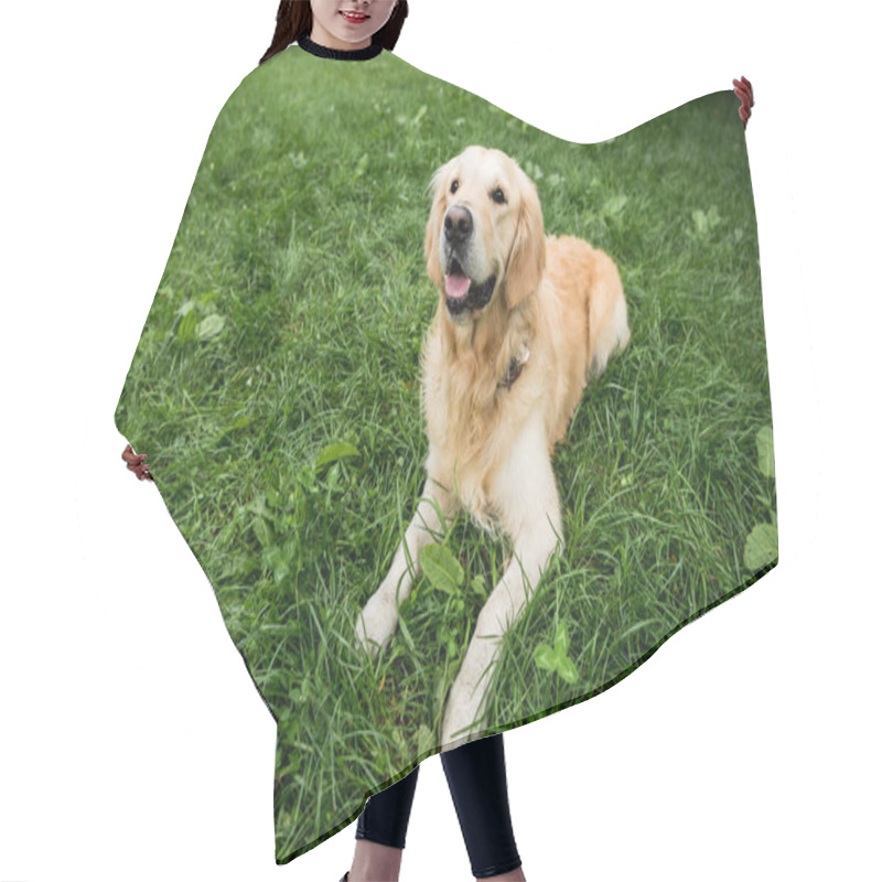 Personality  Funny Golden Retriever Dog Resting On Green Lawn Hair Cutting Cape