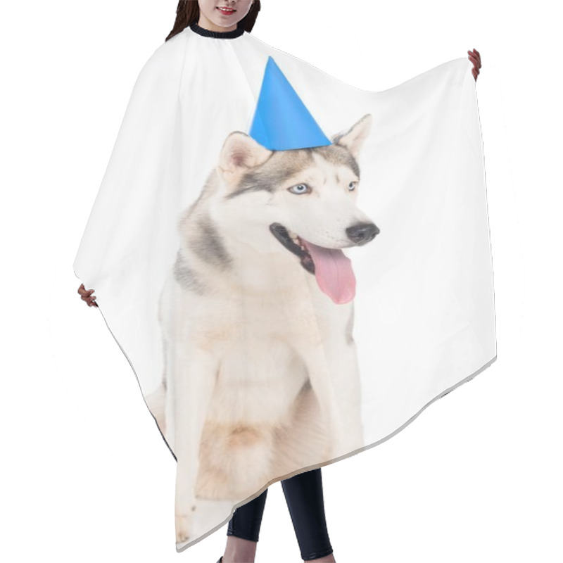 Personality  Studio Shot Of Siberian Husky Dog In Blue Party Hat, Isolated On White  Hair Cutting Cape