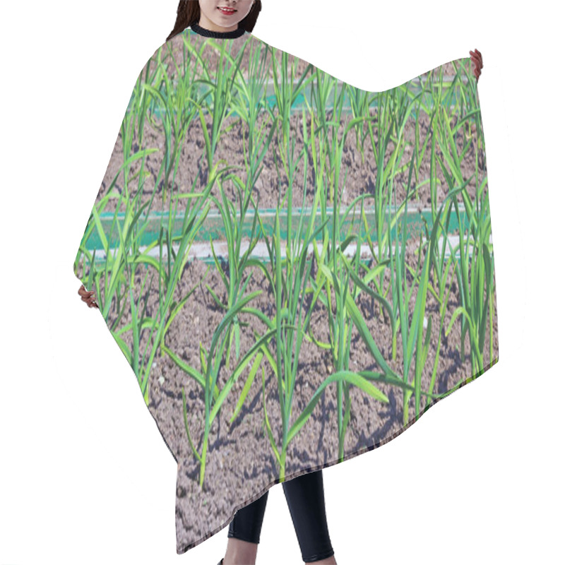 Personality  Vegetable Bed For Growing Garlic Hair Cutting Cape