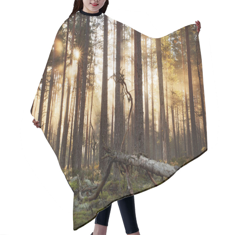 Personality  Coniferous Forest With Morning Sun Shining Hair Cutting Cape