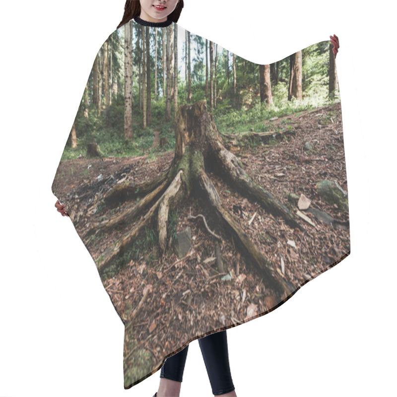 Personality  Chopped Tree With Roots Near Plants In Woods  Hair Cutting Cape