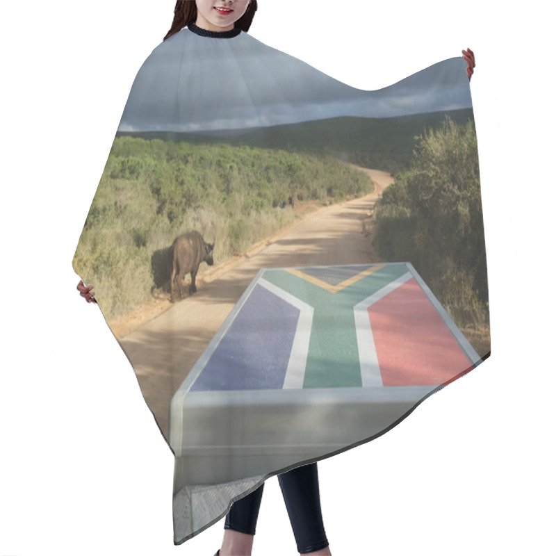 Personality  Buffalo Walking Along The Road In Addo Elephant Park. South African Flag Is Shown On The Trailer. Hair Cutting Cape