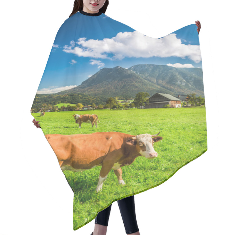 Personality  Grazed Cows On Pasture In The Alps Hair Cutting Cape