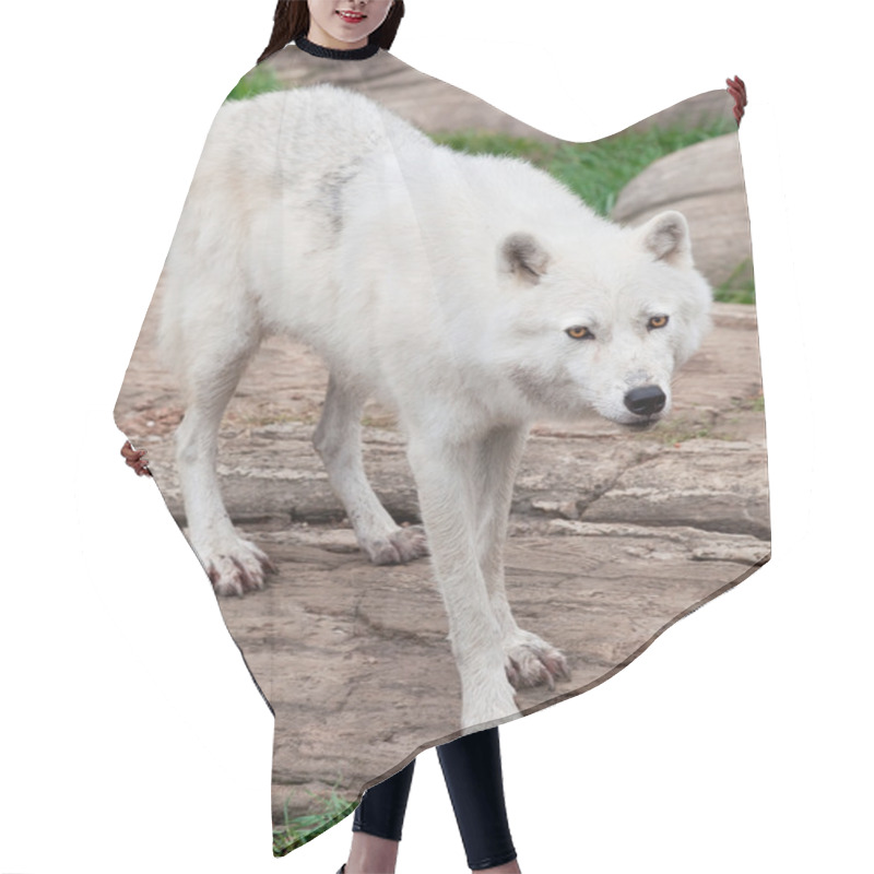 Personality  Arctic Wolf Standing On Rocks Hair Cutting Cape