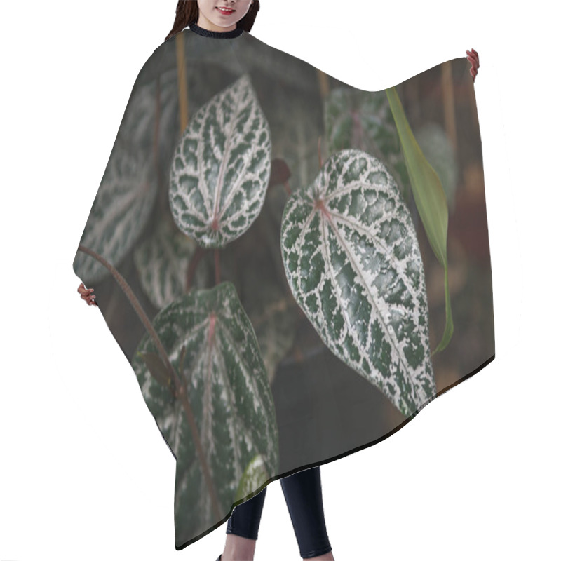 Personality  Close Up View Of Dossinia Leaves On Blurred Background  Hair Cutting Cape