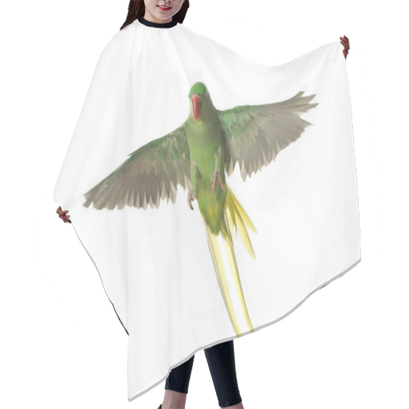 Personality  Beautiful Alexandrine Parakeet Flying Isolated On White Hair Cutting Cape