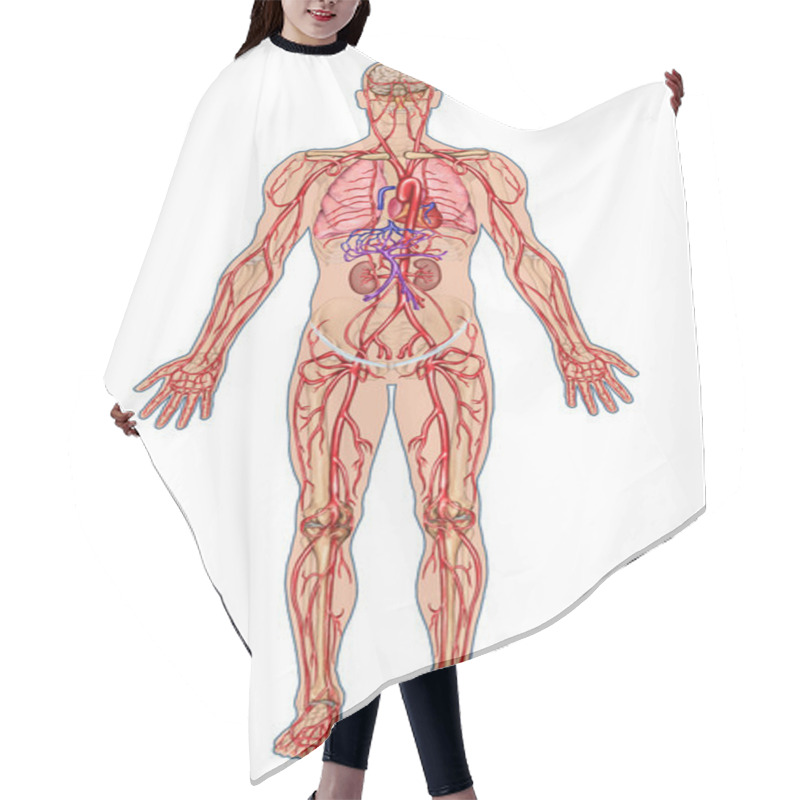 Personality  Human Bloodstream - Didactic Board Of Anatomy Of Blood System Of Human Circulation Sanguine, Cardiovascular, Vascular And Arterial System Hair Cutting Cape