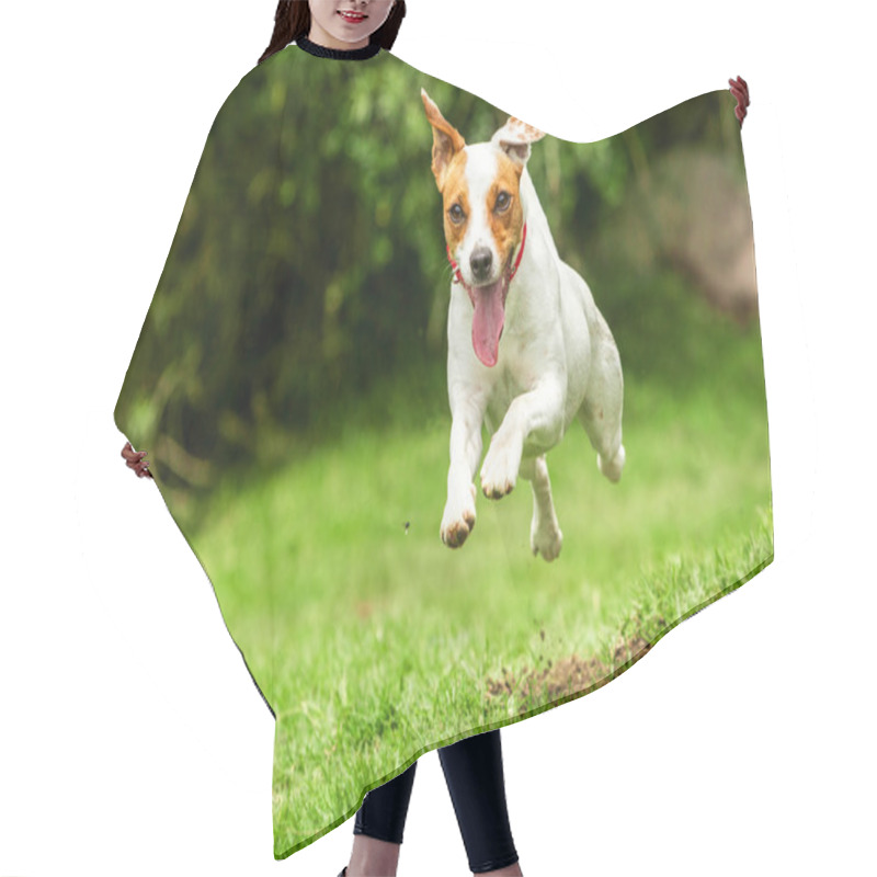 Personality  Jack Russell Parson Terrier Dog Hair Cutting Cape