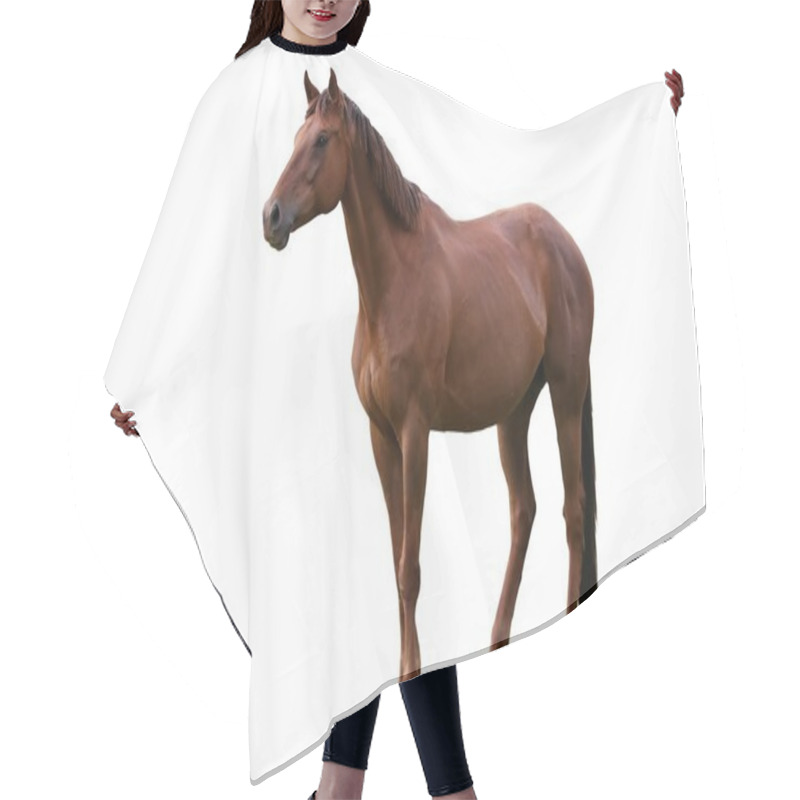 Personality  Brown Horse Isolated On White Hair Cutting Cape