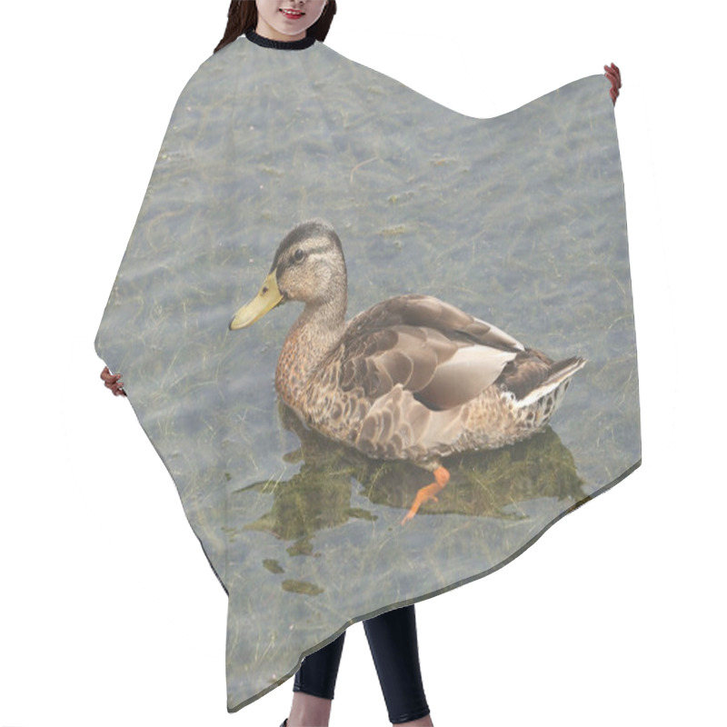 Personality  American Black Duck (anas Rubripes) Hair Cutting Cape