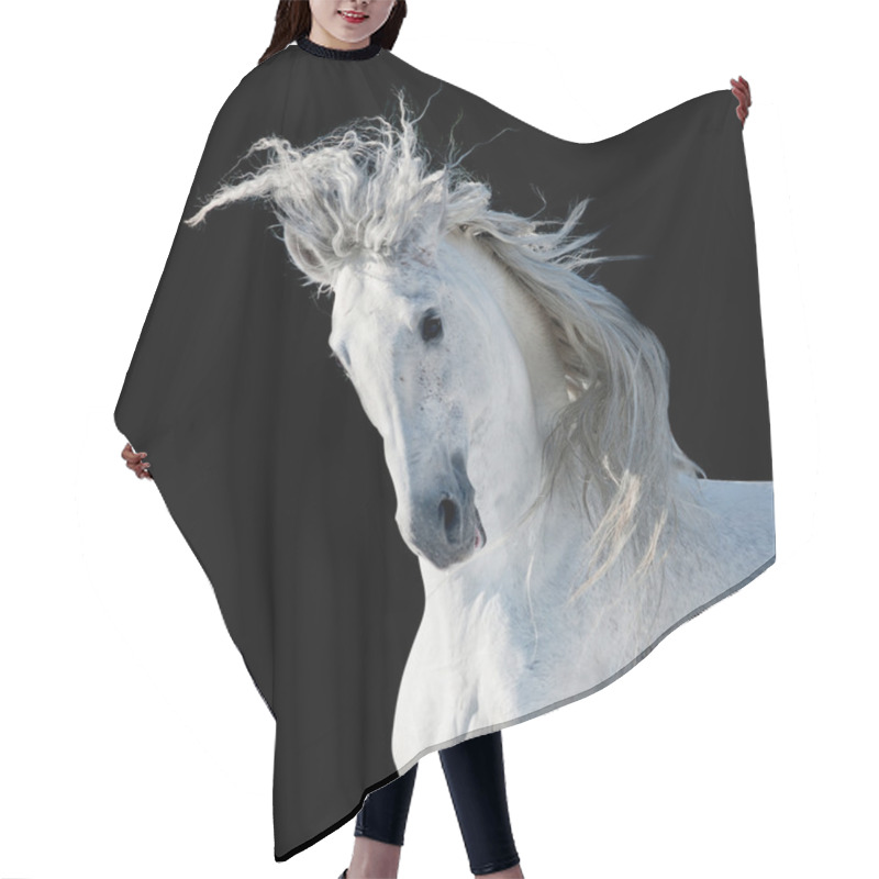 Personality  White Andalusian Stallion Hair Cutting Cape