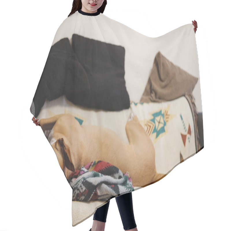 Personality  Relaxed Dog Feeling Safe On The Couch.  Hair Cutting Cape