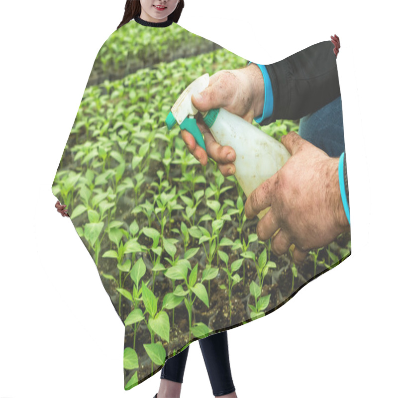 Personality  Close Up In The Hands Of A Man While Spraying The Small Plants I Hair Cutting Cape